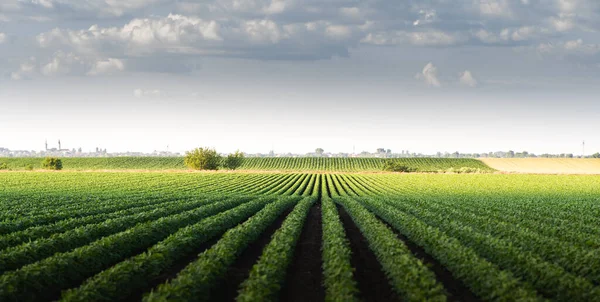 Obraz Deštěm Zatížených Mraků Přijíždějících Nad Velkou Sójovou Plantáží — Stock fotografie