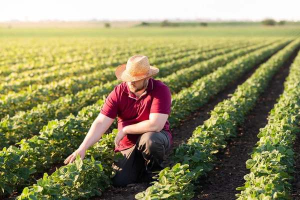 Soya tarlasında çiftçi. Büyüme, açık hava.