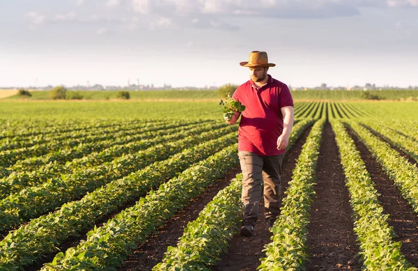 Soya tarlasında çiftçi. Büyüme, açık hava.