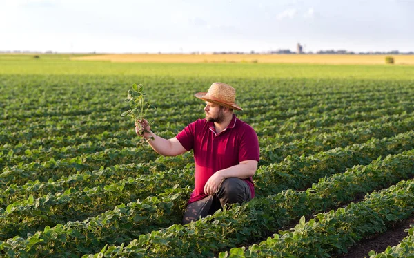 Soya tarlasında çiftçi. Büyüme, açık hava.