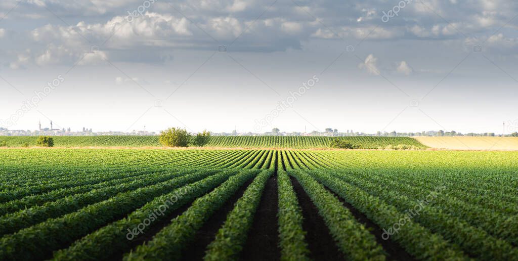Image of rain-laden clouds arriving over a large soy plantation