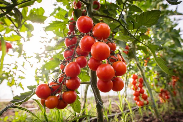 Produkcja Pomidorów Wiśniowych Zielonym Domu — Zdjęcie stockowe