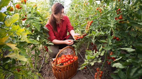 Ung Kvinna Ett Växthus Plockar Några Röda Tomater — Stockfoto