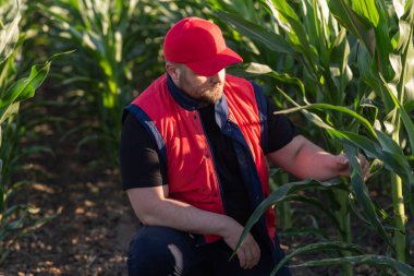 Mısır tarlasında çiftçi. Büyüme, açık hava.