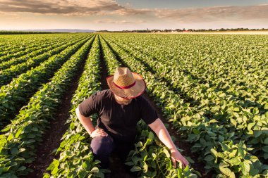 Soya tarlasında çiftçi. Büyüme, açık hava.