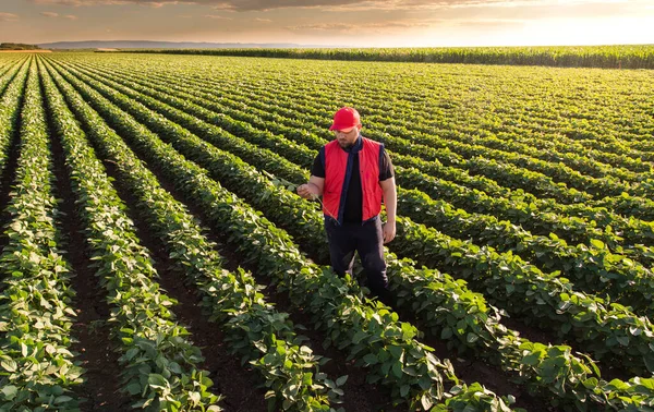 Agricultor Campos Soja Crescimento Exterior — Fotografia de Stock