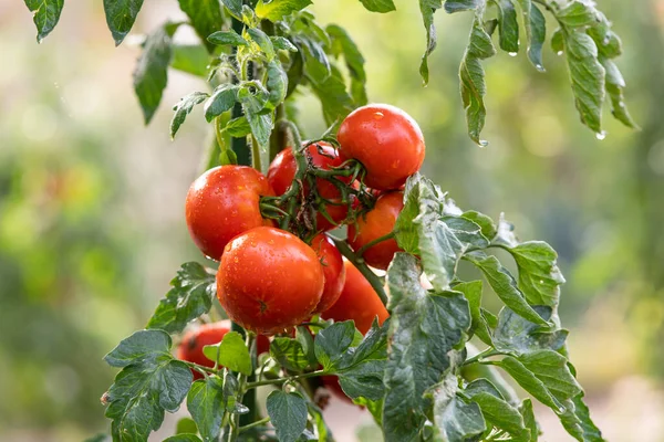 Tomates Que Crecen Jardín — Foto de Stock