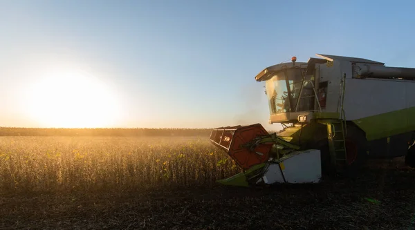 Een Combineren Oogsten Sojabonen Bij Zonsondergang — Stockfoto