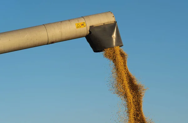 Getreideschnecke Des Mähdreschers Schüttet Sojabohnen Traktoranhänger — Stockfoto