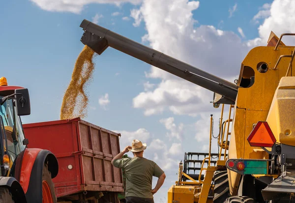 Grain Auger Combine Pouring Soy Bean Tractor Trailer — Stock Photo, Image