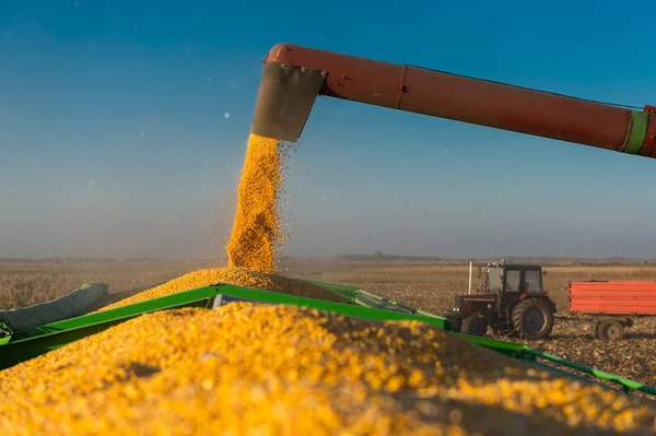 トラクタートレーラーにトウモロコシを注ぐ組み合わせの穀物オーガー — ストック写真