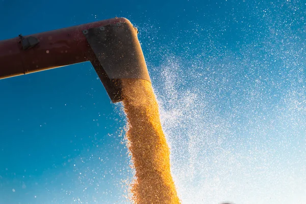 Zbożowy Ślimak Mieszanki Wsypywania Kukurydzy Przyczepy Ciągnika — Zdjęcie stockowe
