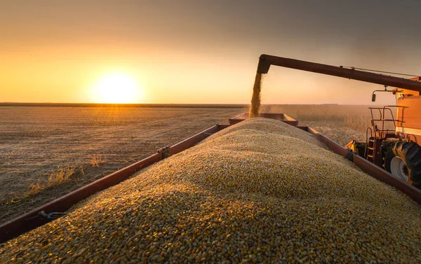 Grano Coclea Combinare Versando Mais Nel Rimorchio Del Trattore — Foto Stock