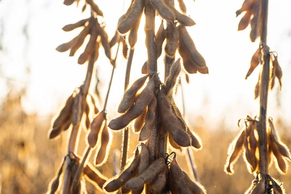 Nahaufnahme Der Sojabohnenpflanze Auf Dem Feld — Stockfoto