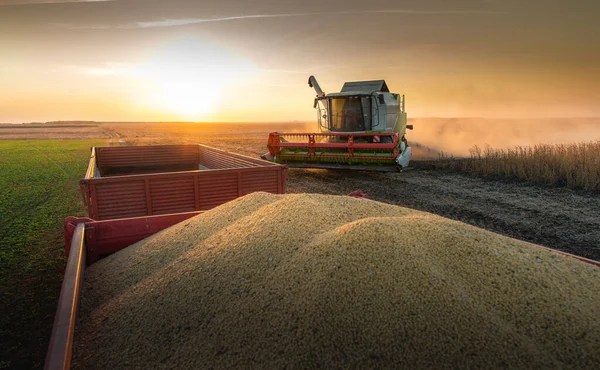 Combine Harvesting Soybeans Sunset — Stock Photo, Image