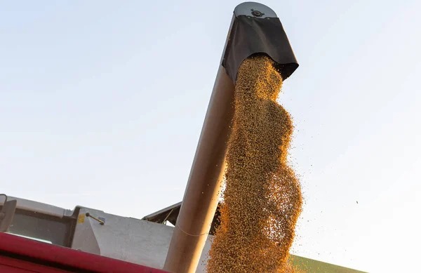 Grain Auger Combine Pouring Soy Bean Tractor Trailer — Stock Photo, Image