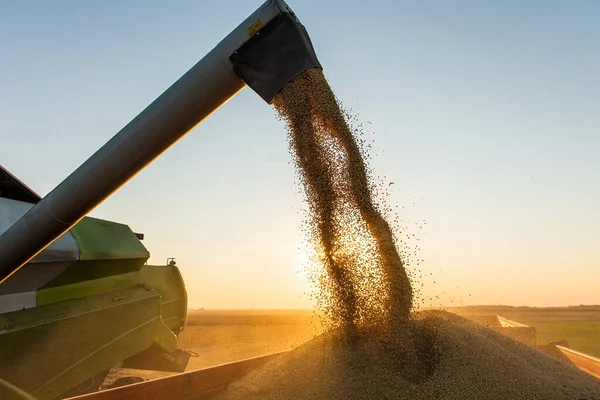 Spannmål Auger Kombinera Hälla Sojaböna Traktor Släpvagn — Stockfoto