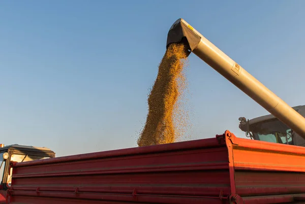 トラクタートレーラーに大豆を注ぐ組み合わせの穀物オーガー — ストック写真