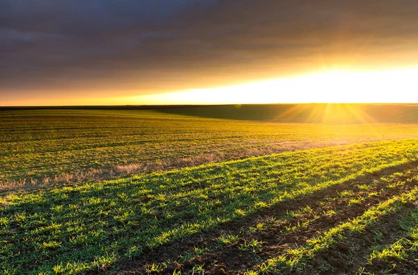 Прекрасный Утренний Пейзаж Заката Над Молодым Зеленым Зерновым Полем — стоковое фото