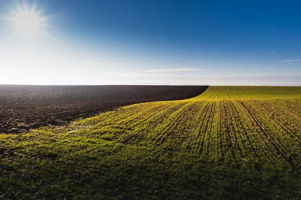 若い緑の穀物畑の上の日の出の美しい朝の風景 — ストック写真