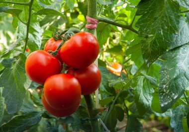bir serada olgunlaşma domates