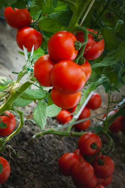 Tomaten Rijpen Een Kas — Stockfoto