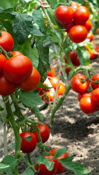 Pomodori Che Maturano Serra — Foto Stock