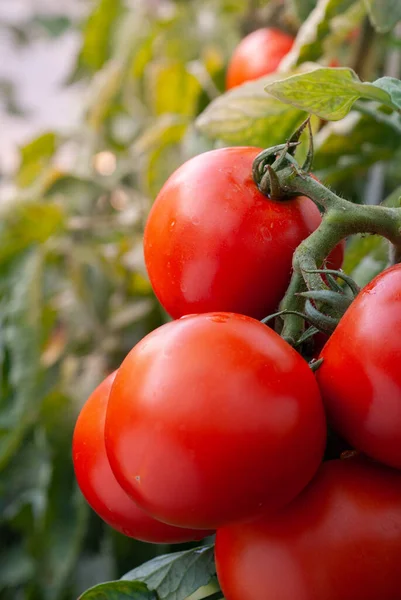 텃밭에서 자라는 토마토 — 스톡 사진