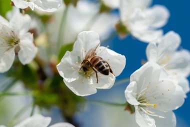 Arı kiraz çiçeğinin üzerinde süzülüyor