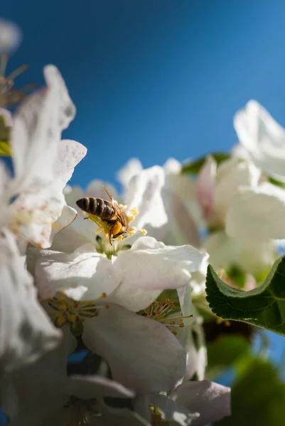 Abelha Pairando Sobre Flor Cereja — Fotografia de Stock