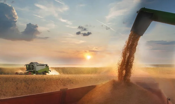 Pouring Soy Bean Grain Tractor Trailer Harvest Field — Stock Photo, Image