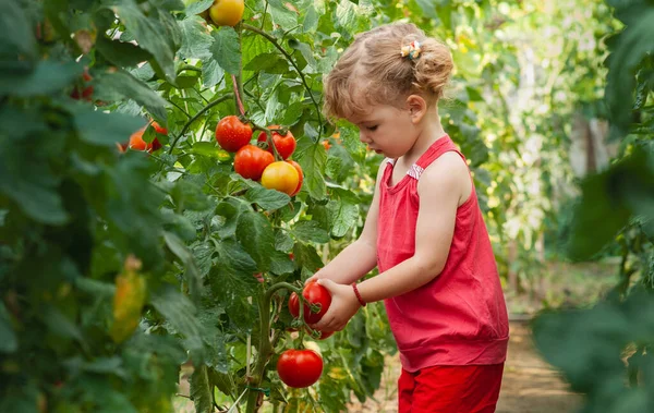 Kleine Mädchen Pflückten Reife Tomaten Gewächshaus — Stockfoto