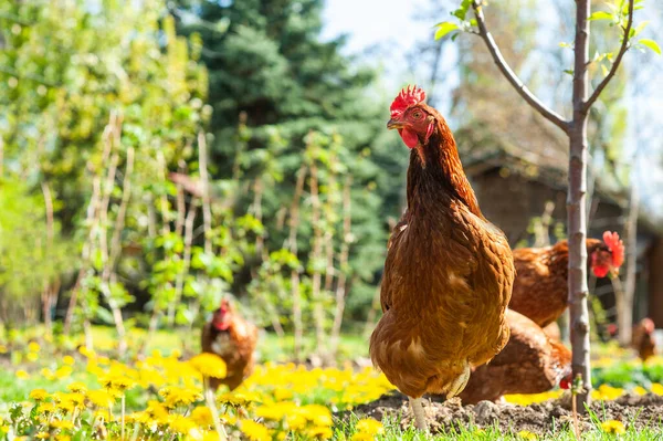 Galinha Jardim Uma Fazenda Reprodução Gratuita — Fotografia de Stock