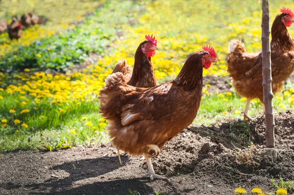Hühner Garten Auf Dem Bauernhof Freie Aufzucht — Stockfoto