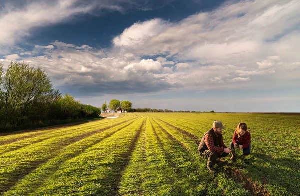 Jovens Agricultores Que Examinam Trigo Jovem Plantado Primavera — Fotografia de Stock