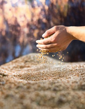 Hasattan sonra soya fasulyesi tutan köylü elleri