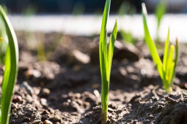 Bahçede yeşil soğan filizleri