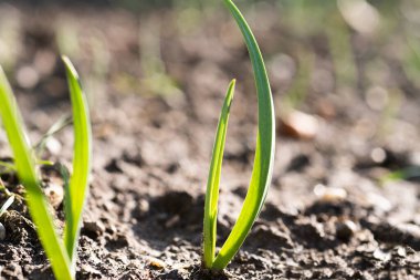 Bahçede yeşil soğan filizleri