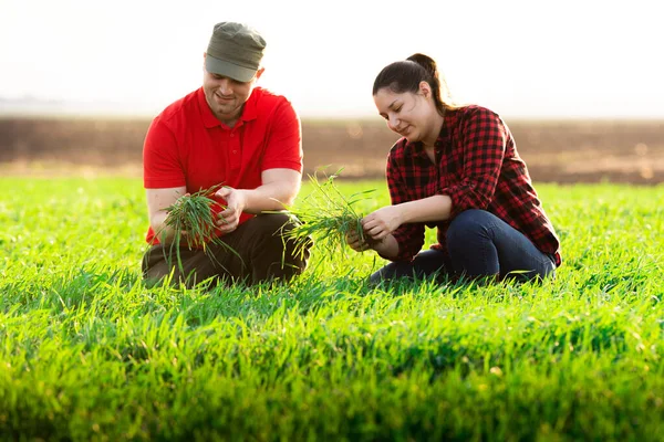 Jovens Agricultores Que Examinam Trigo Plantado Nos Campos — Fotografia de Stock
