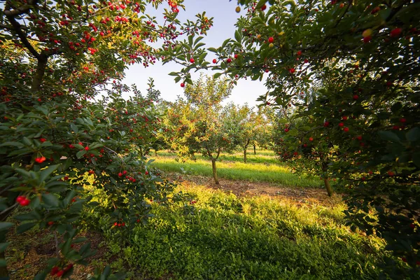 庭の木に熟した甘いチェリー — ストック写真
