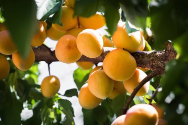 Bir grup olgun kayısı güneş ışığında dallanır.