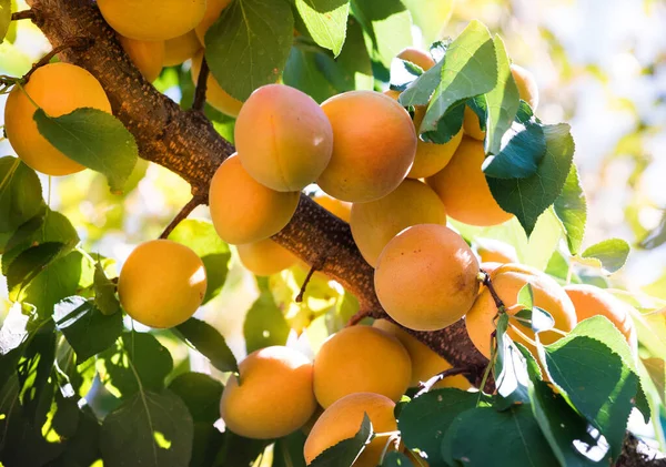 Bunch Ripe Apricots Branch Sunlight — Stock Photo, Image