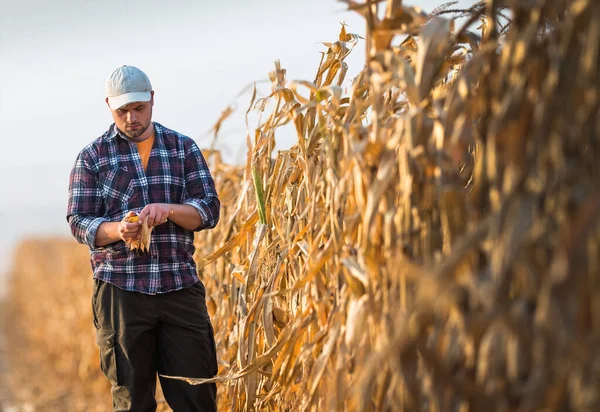 Jóvenes Agricultores Examinan Semilla Maíz Campos Maíz Durante Cosecha —  Fotos de Stock