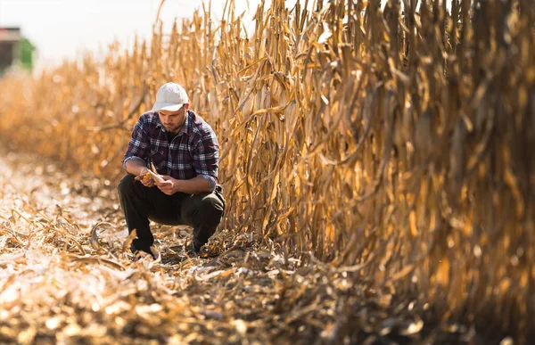 Νέος Αγρότης Εξετάσει Υβριδιόσπορου Καλαμποκιού Στα Πεδία Καλαμποκιού Κατά Διάρκεια — Φωτογραφία Αρχείου