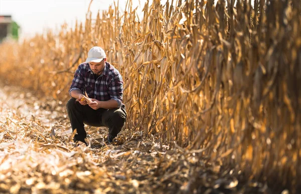 Jóvenes Agricultores Examinan Semilla Maíz Campos Maíz Durante Cosecha —  Fotos de Stock