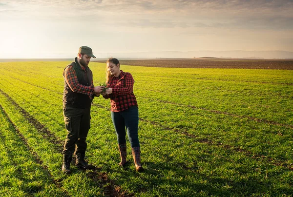 Jovens Agricultores Que Examinam Trigo Plantado Nos Campos — Fotografia de Stock