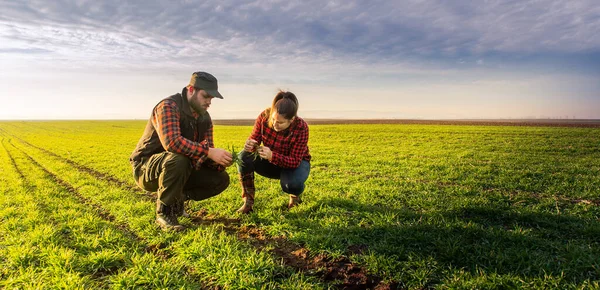 Jovens Agricultores Que Examinam Trigo Plantado Nos Campos — Fotografia de Stock
