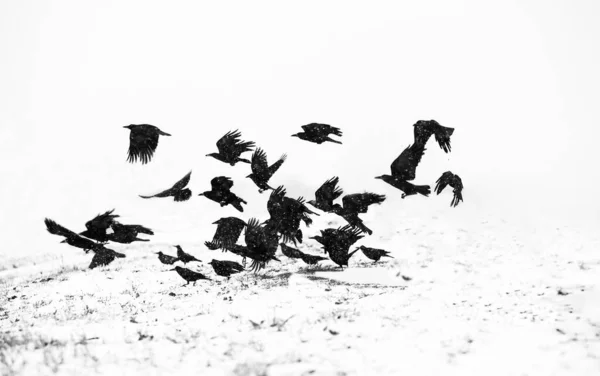 Σμήνη Κορακιών Πάνω Από Παγωμένο Χωράφι — Φωτογραφία Αρχείου