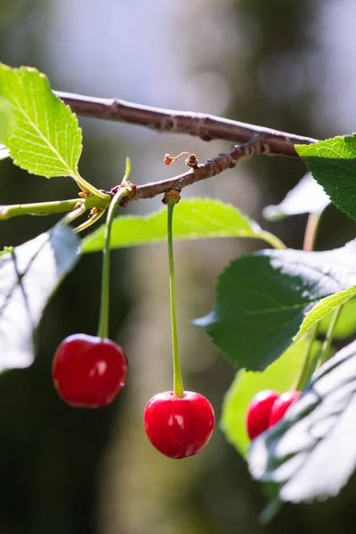 Détail Cerises Rouges Mûres Sur Cerisier — Photo