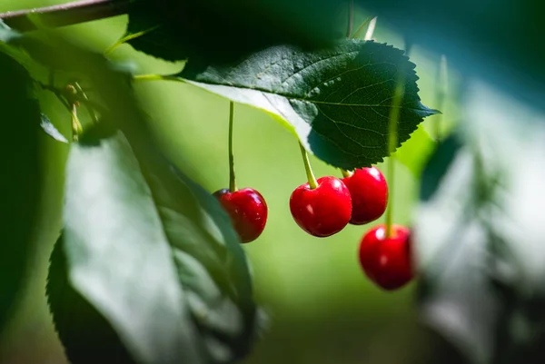 Detalhe Cerejas Vermelhas Maduras Árvore Cereja — Fotografia de Stock
